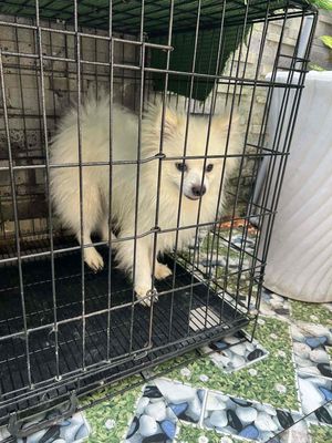 Chó Phốc Sóc đực 3kg Trắng kèm lồng