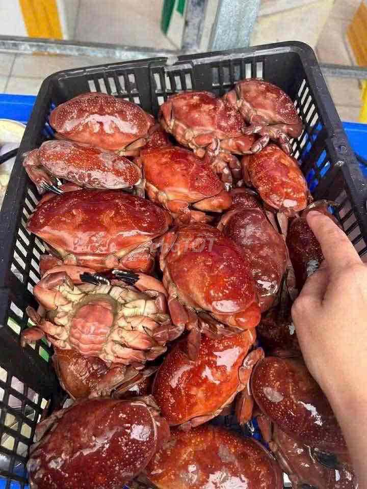 Cua kỳ đỏ lớn 1kg Full thịt, full gạch. Mua bán Đồ ăn, thực phẩm và các loại khác tại Quận Liên Chiểu Đà Nẵng được đăng bởi Tên chưa cung cấp hình 1