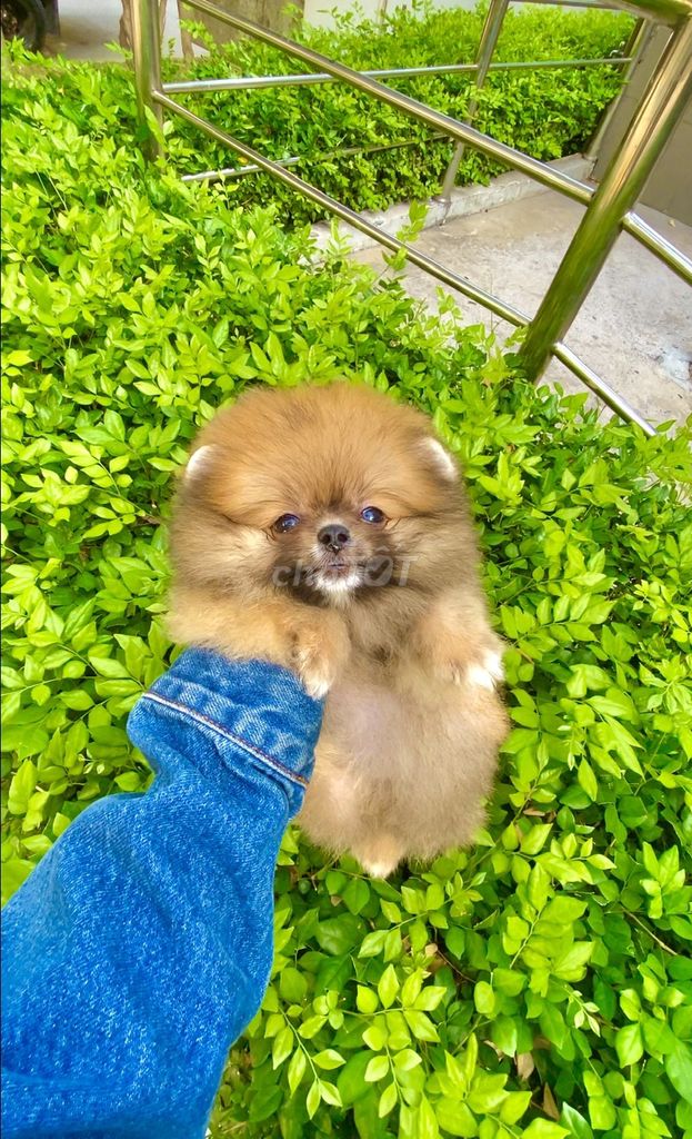 Tìm Nhà Mới Cho Bé Phốc Sóc. Mua bán Chó tại Quận 7 Tp Hồ Chí Minh được đăng bởi Thủy Xuyến Nhi hình 2