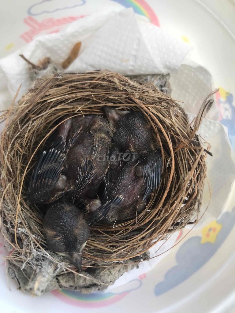 Chim sẻ quạt non. Mua bán Chim tại Huyện Lấp Vò Đồng Tháp được đăng bởi Phát Tài hình 1