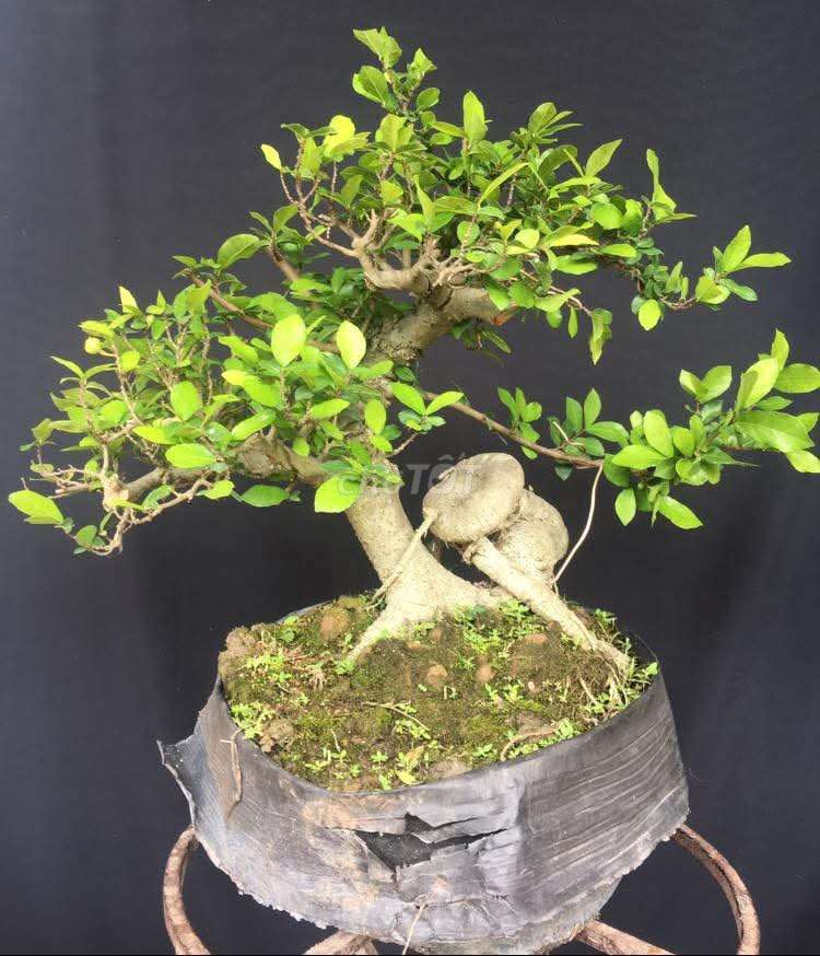 Cây cảnh Bonsai mini Cây duối Thuần chậu lâu năm. Mua bán Cây cảnh, đồ trang trí tại Huyện Ý Yên Nam Định được đăng bởi Đinh Cúc hình 1