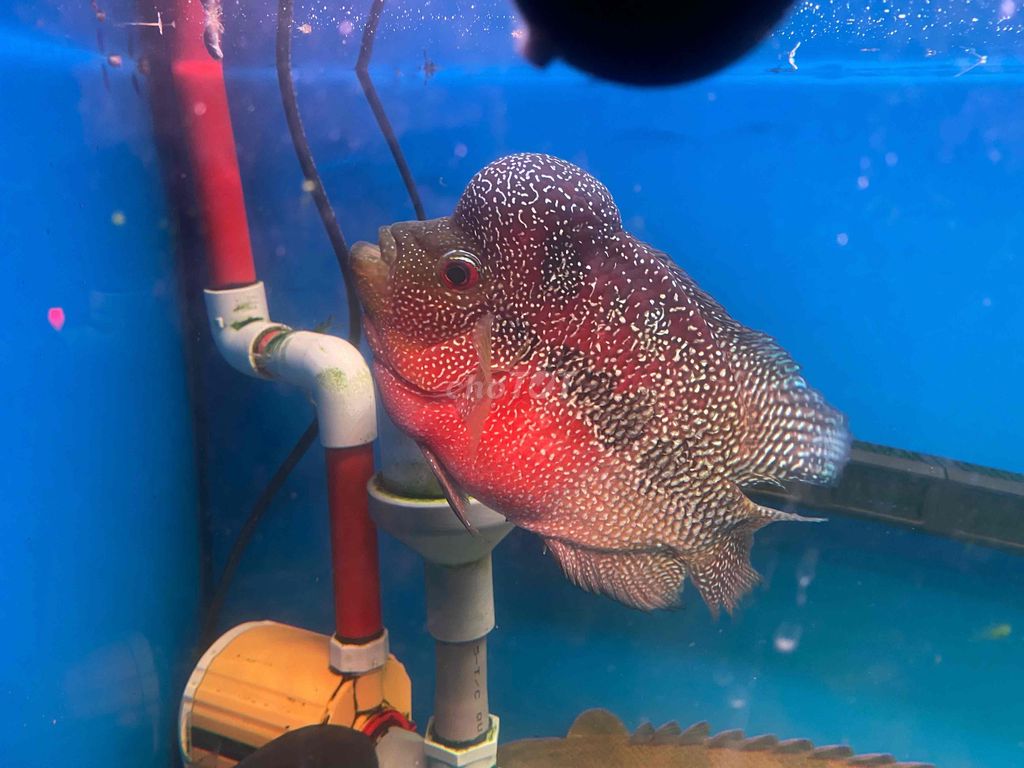 Cá La Hán. Mua bán Thú cưng khác tại Quận 7 Tp Hồ Chí Minh được đăng bởi Đat Đạt hình 1