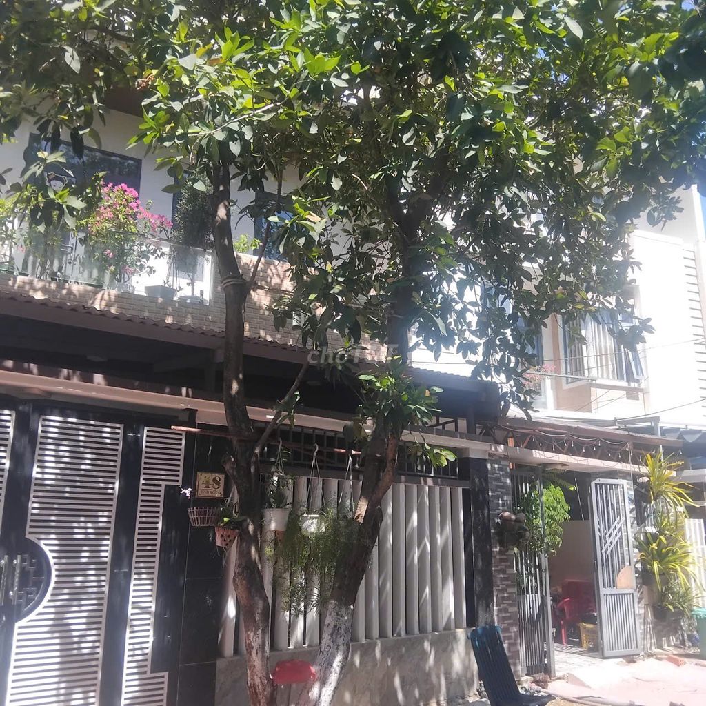 Cây Mận Đỏ. Mua bán Cây cảnh, đồ trang trí tại Quận Hải Châu Đà Nẵng được đăng bởi Đức anh hình 1