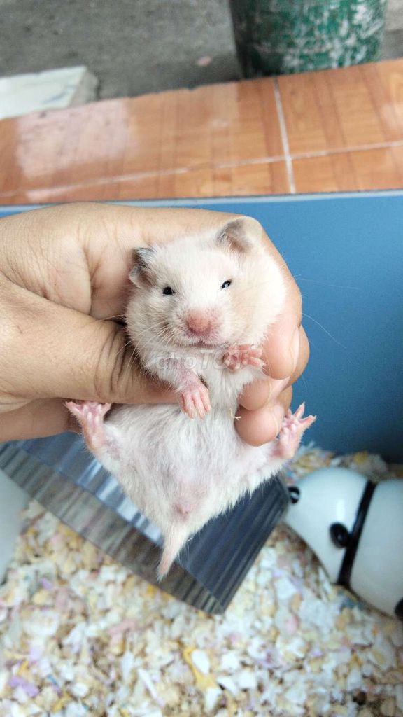 Chuột Hamster Bear thường Baby. Mua bán Thú cưng khác tại Huyện Hóc Môn Tp Hồ Chí Minh được đăng bởi Quyên hình 1