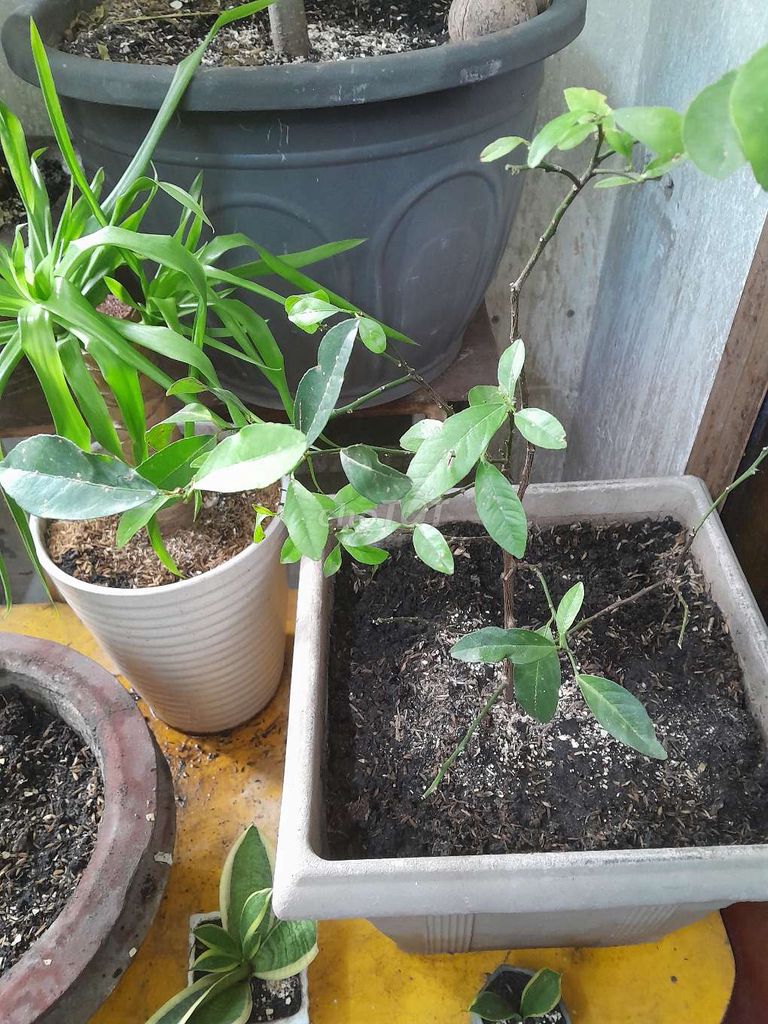 Cây cảnh Chanh tứ quý Xanh lá. Mua bán Cây cảnh, đồ trang trí tại Quận Gò Vấp Tp Hồ Chí Minh được đăng bởi Đức phúc hình 1