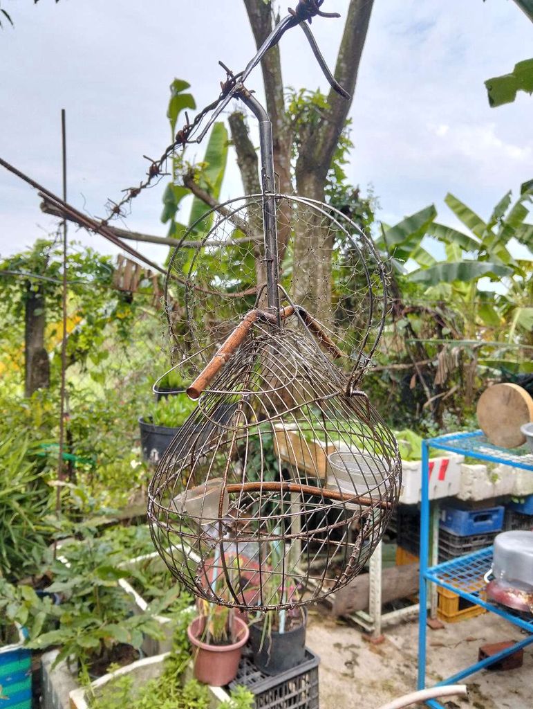 Lồng bẫy chim Inox 3 xị. Mua bán Phụ kiện, Thức ăn, Dịch vụ tại Huyện Gò Dầu Tây Ninh được đăng bởi Đại hình 2