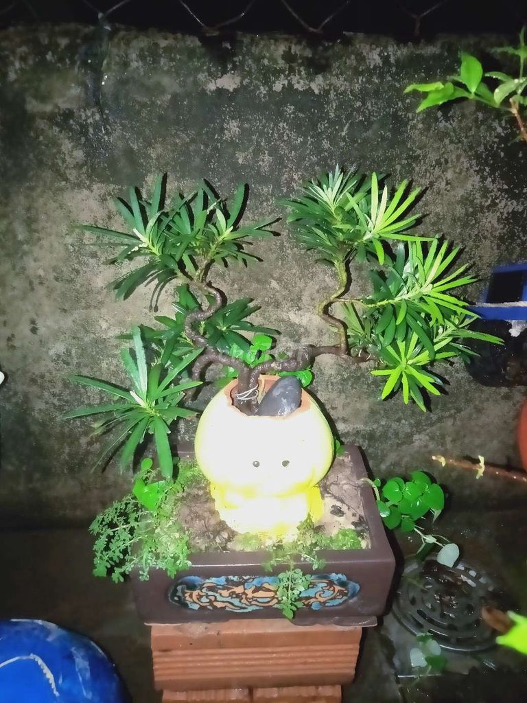 Cây tùng lá kim dáng trực. Mua bán Cây cảnh, đồ trang trí tại Quận 5 Tp Hồ Chí Minh được đăng bởi Quốc Sự hình 1