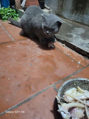 Mèo Anh lông ngắn cái Xám. Mua bán Mèo tại Huyện Phú Xuyên Hà Nội được đăng bởi Nguyễn Vỹ