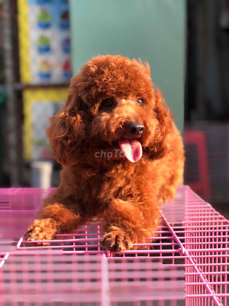 Chó Poodle cái 8 tháng. Mua bán Chó tại Thị xã Tân Uyên Bình Dương được đăng bởi tùng  hình 1