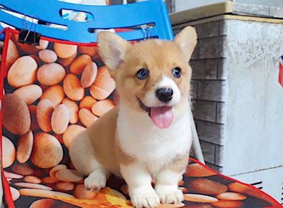 Cún corgi tìm nhà mới ạ