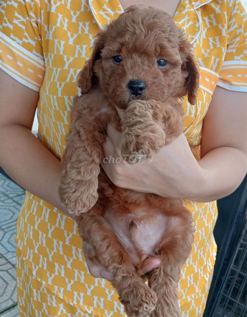 Chó Poodle con. Mua bán Chó tại Huyện Gò Dầu Tây Ninh được đăng bởi trần thị thu hạnh  hình 2