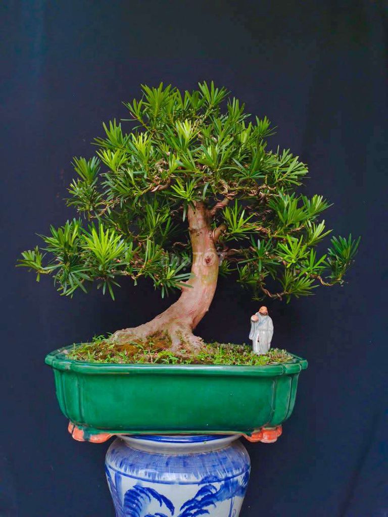 Cây Tùng bonsai phong thủy cao 60cm