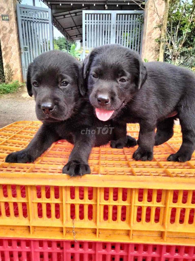 Labrador thuần chủng tìm bát mới ☘️☘️☘️. Mua bán Chó tại Thành phố Thủ Đức Tp Hồ Chí Minh được đăng bởi Huyền chip hình 1