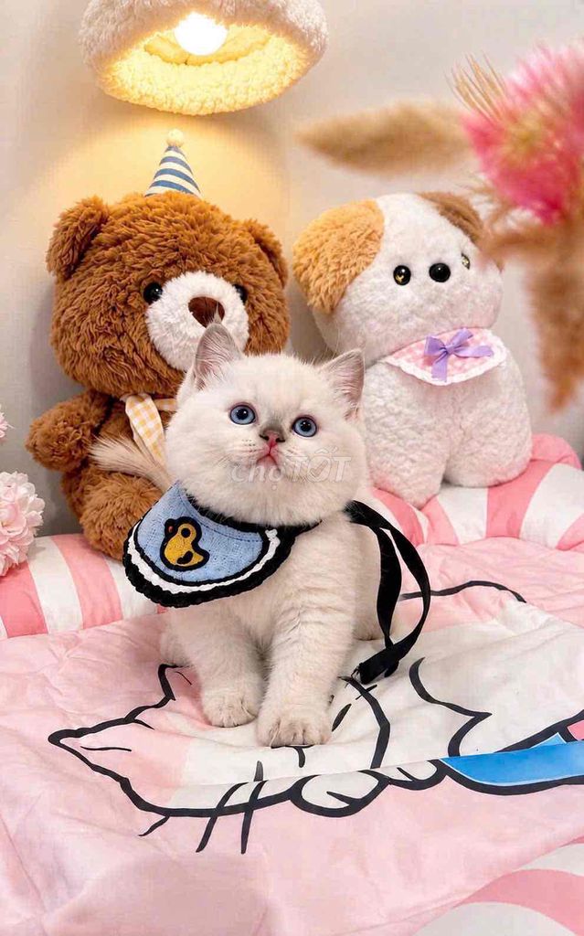 Mèo Golden point mắt xanh. Mua bán Mèo tại Quận 7 Tp Hồ Chí Minh được đăng bởi Như Ý hình 1