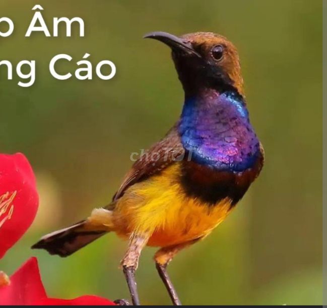 Chim hút mật 5 màu bụng vàng cám hạt