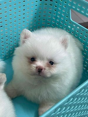 Chó Phốc Sóc mini 2 tháng tuổi