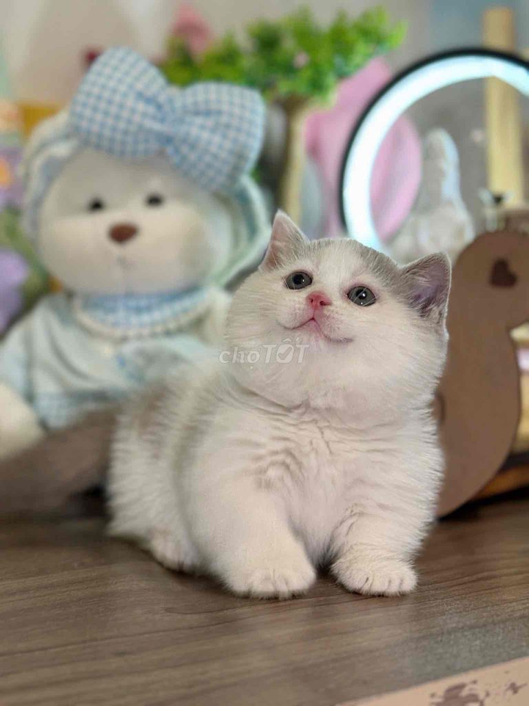 Mèo munchkin chân ngắn bi lilac đáng iu ạ. Mua bán Mèo tại Quận 1 Tp Hồ Chí Minh được đăng bởi Như Ý hình 2