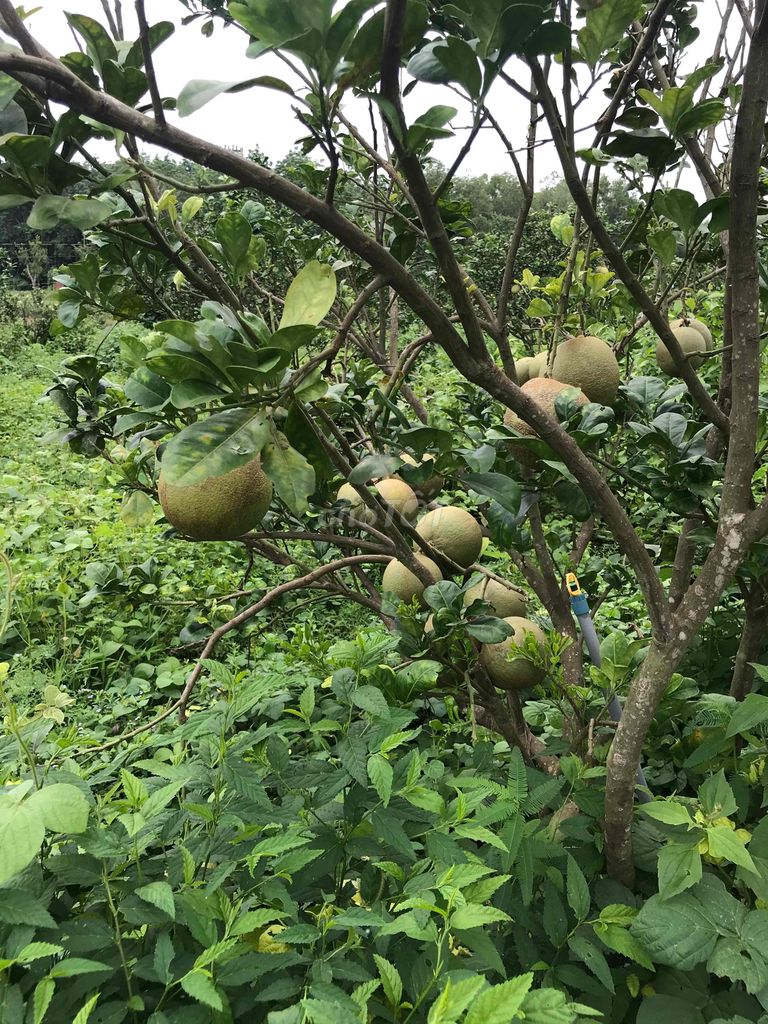 1 HECTA ĐẤT CÓ NHÀ MẶT TIỀN ĐƯỜNG NHỰA TIỆN TRỒNG TRỌT,NHÀ XƯỞNG, BP. Cho thuê Đất tại Huyện Lộc Ninh Bình Phước được đăng bởi Phạm Thị Hoàng Diễm hình 9