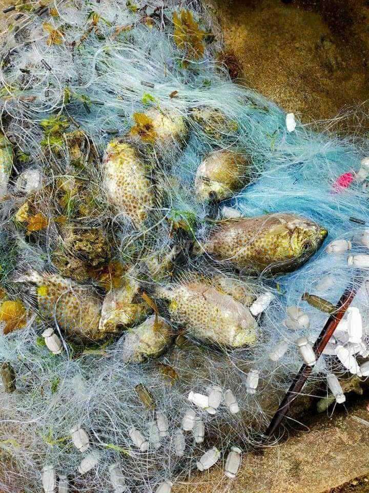 Hải sản tươi sống và khô. Mua bán Đồ ăn, thực phẩm và các loại khác tại Thành phố Bến Tre Bến Tre được đăng bởi Hải Sản Mai An hình 1