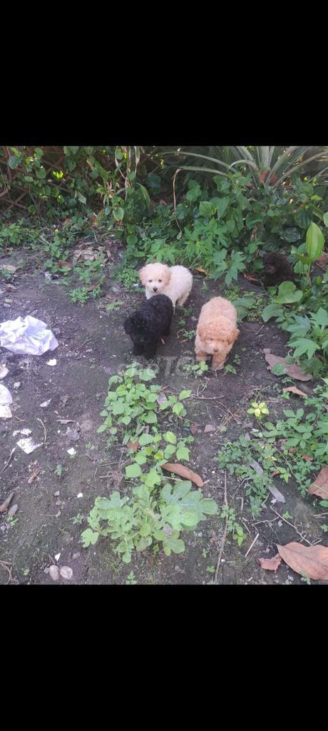 Chó Poodle nhiều màu. Mua bán Chó tại Thị xã Phú Mỹ Bà Rịa - Vũng Tàu được đăng bởi Nguyễn quốc dũng hình 1