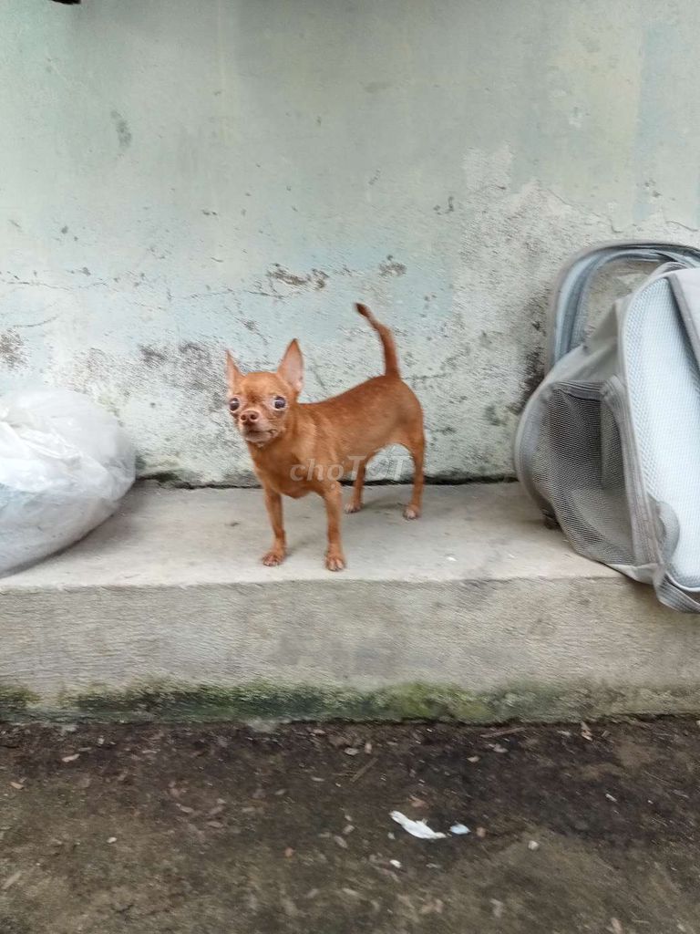 Chó chihuahua Cái. Mua bán Chó tại Quận 12 Tp Hồ Chí Minh được đăng bởi tý hình 1