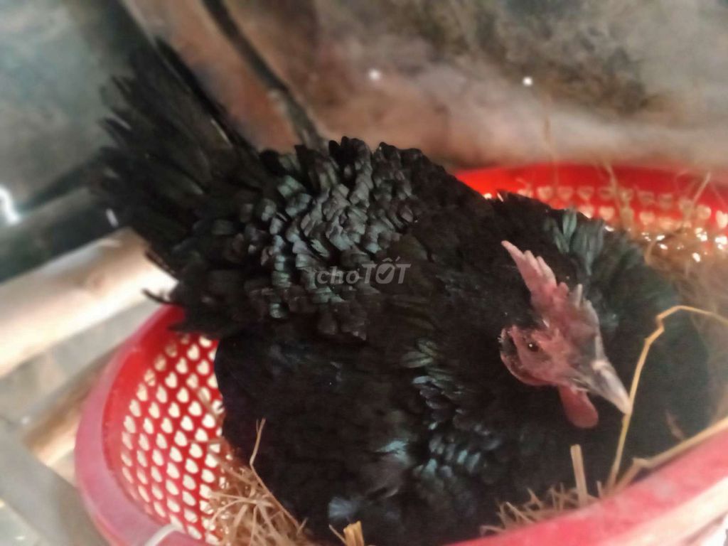 Gà mẹ và 5 con Đen. Mua bán Gà tại Thành phố Tân An Long An được đăng bởi thủ hình 1
