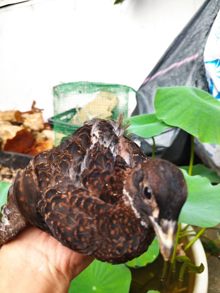 Chim trĩ xanh 2 tháng tuổi. Mua bán Chim tại Thành phố Long Xuyên An Giang được đăng bởi MINH hình 1