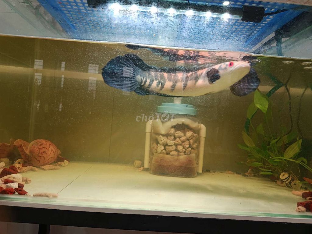 Cá Lóc Vảy Rồng Vàng 35cm Tốt. Mua bán Thú cưng khác tại Huyện Long Điền Bà Rịa - Vũng Tàu được đăng bởi Ngọc hình 1