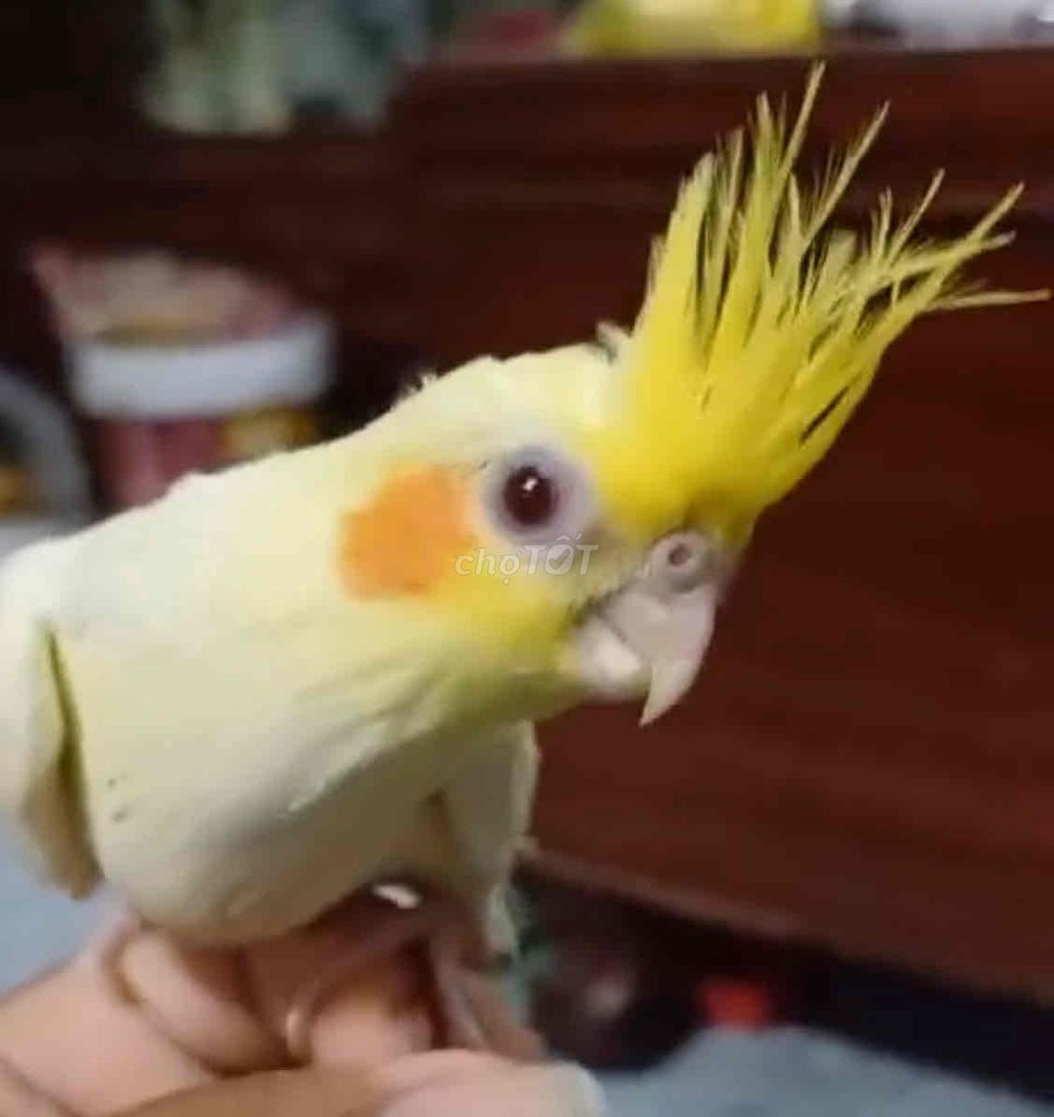 VẸT COCKATIEL LUTINO. Mua bán Chim tại Quận Gò Vấp Tp Hồ Chí Minh được đăng bởi Phương Mai hình 2