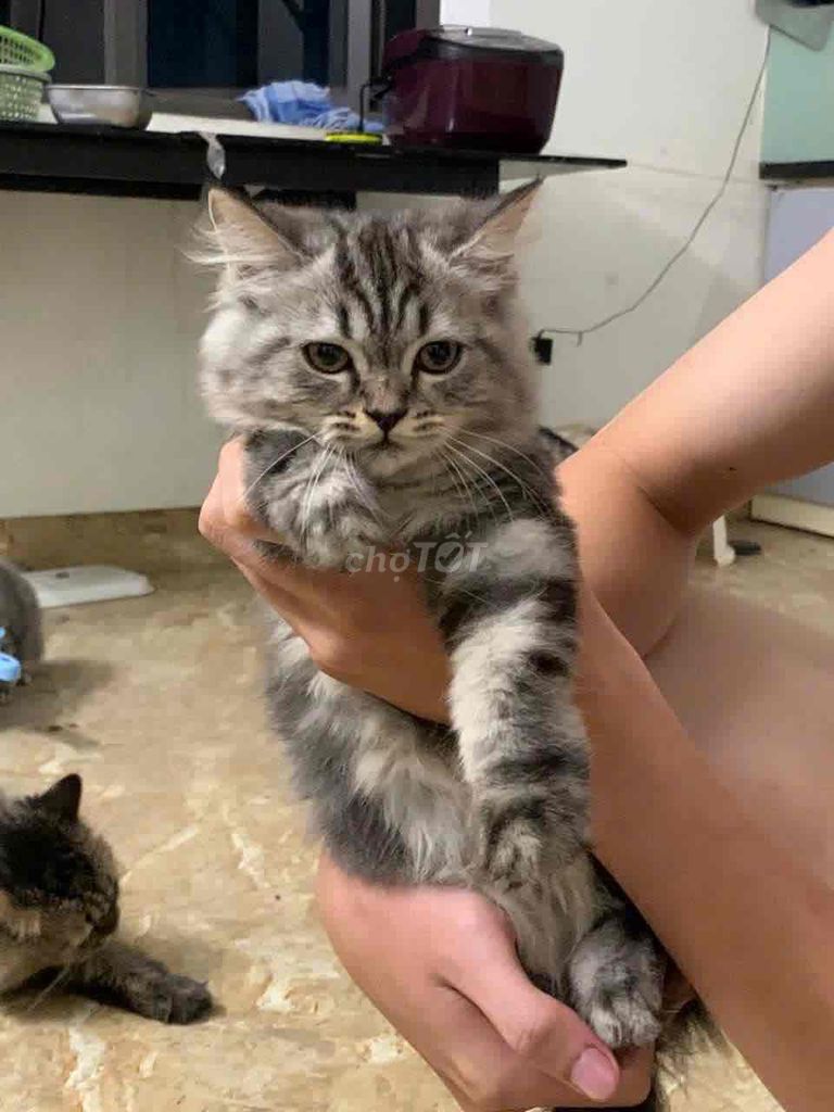 Mèo Ald/Aln nhà trồng. Mua bán Mèo tại Quận Nam Từ Liêm Hà Nội được đăng bởi Hà Đinh hình 2