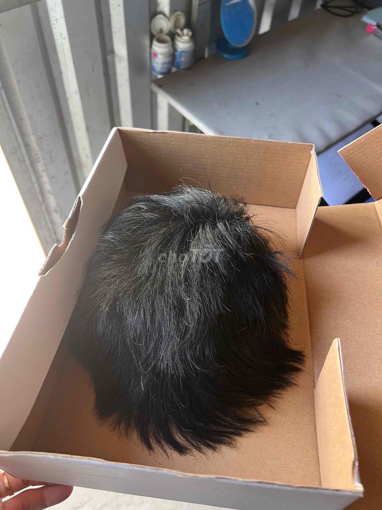 Tóc mohican mái ngắn 6 kẹp, hợp đầu size vừa. Mua bán Phụ kiện thời trang khác tại Thành phố Bạc Liêu Bạc Liêu được đăng bởi tran đang hình 1