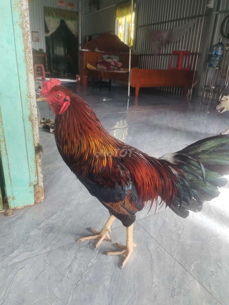 Gà trống 2.7kg Đỏ, đen, vàng Đực. Mua bán Gà tại Huyện Tri Tôn An Giang được đăng bởi Lại Phước Lộc hình 1