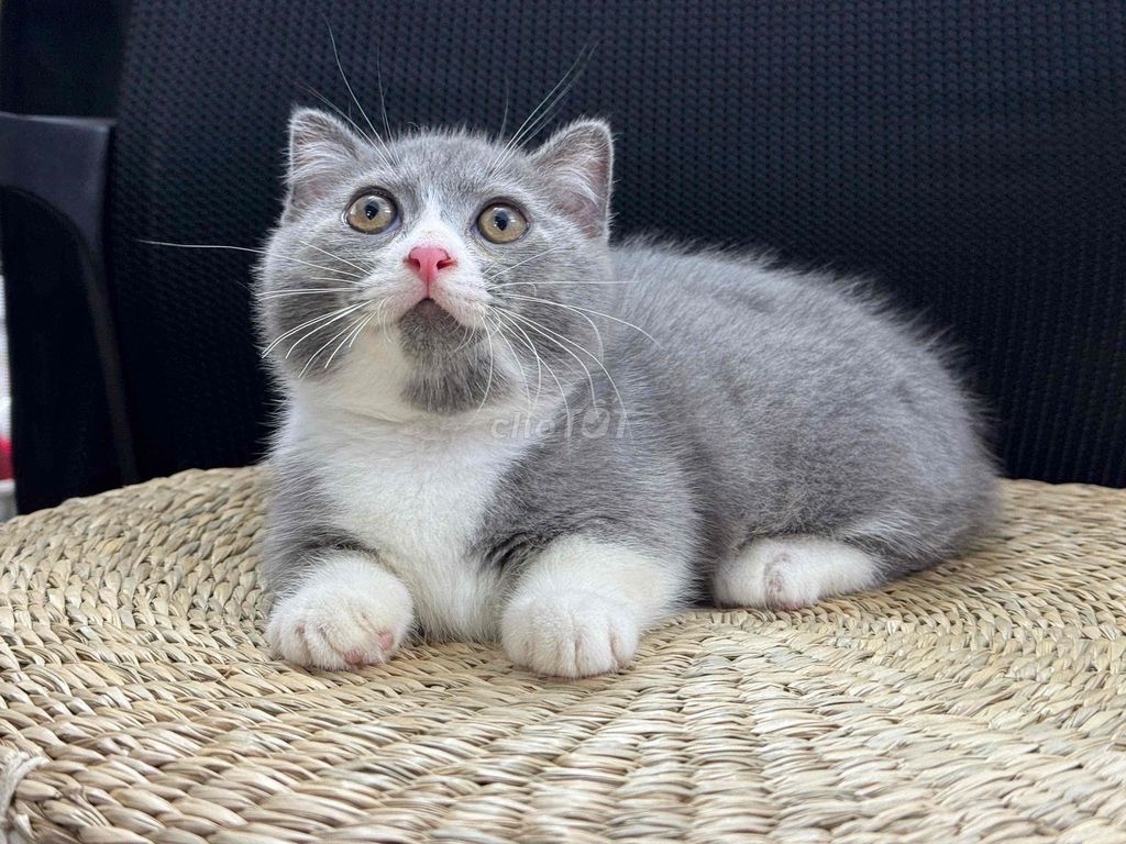 Mèo Anh lông ngắn Xám trắng Đực Cái. Mua bán Mèo tại Thành phố Thủ Đức Tp Hồ Chí Minh được đăng bởi minh chiến hình 1
