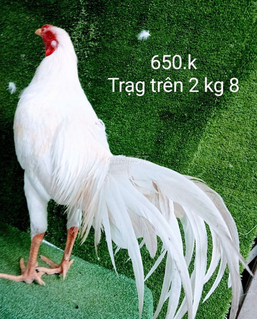 Gà zin sung túc trạng trên 2 kg 8 .hien 2 kg 7