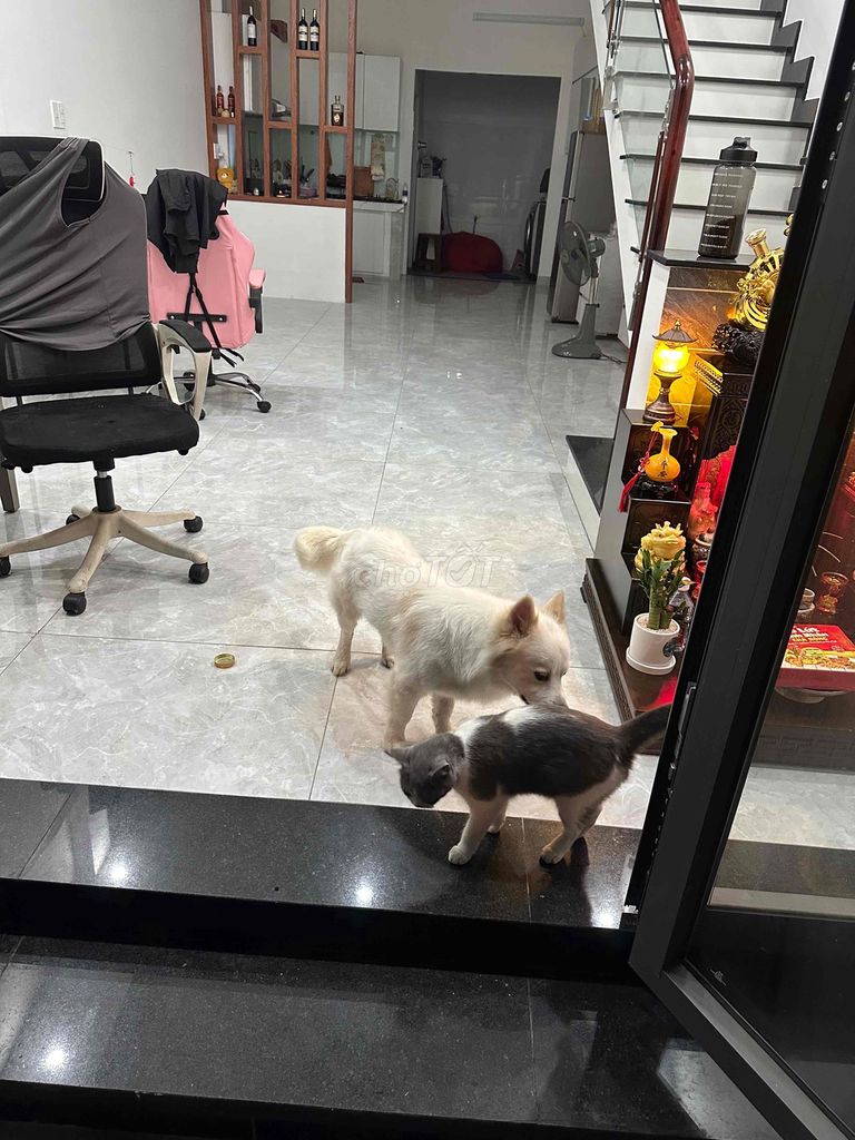 Chó Samoyed lai đực 18 tháng. Mua bán Chó tại Thành phố Thủ Đức Tp Hồ Chí Minh được đăng bởi Phan hải hình 1