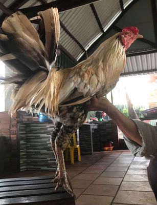 Gà khét simon trang 3kgg. Mua bán Gà tại Quận 12 Tp Hồ Chí Minh được đăng bởi tran tan duy