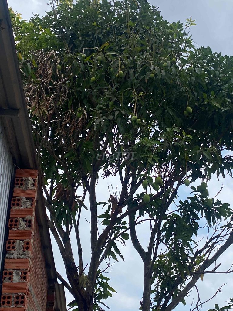 Đất xuân hưng 4600 m2