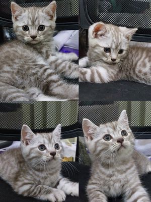 Mèo Anh thuần nhà trồng 🥰