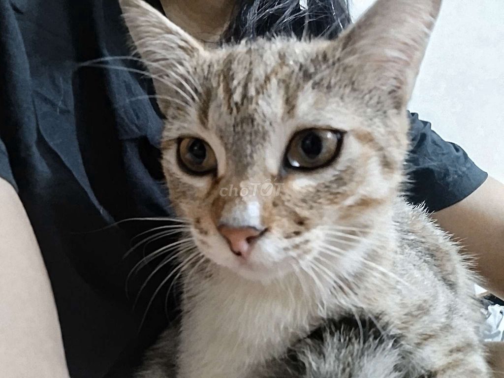 Mèo mướp đực 7 tháng đã tiêm. Mua bán Mèo tại Thành phố Thủ Đức Tp Hồ Chí Minh được đăng bởi Đào thị thùy vy hình 1