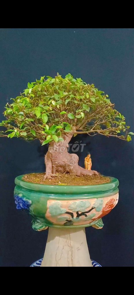 Cây Sung bonsai phong thủy cao 45cm