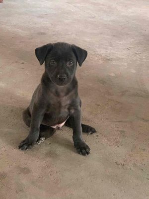 Bán đàn chó con. Mua bán Chó tại Thị xã Tân Uyên Bình Dương được đăng bởi Xử Lý Khói Bụi