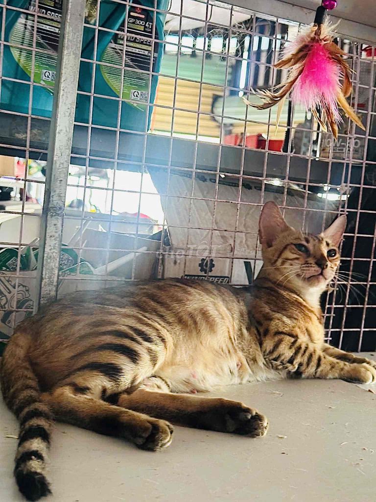 Mèo Bengal lai. Mua bán Mèo tại Thành phố Dĩ An Bình Dương được đăng bởi ThuongBanMeo hình 1
