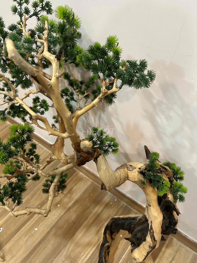 Cây tùng bonsai cỡ lớn 1m trang trí tiểu cảnh. Mua bán Cây cảnh, đồ trang trí tại Quận Bình Thạnh Tp Hồ Chí Minh được đăng bởi Oanh hình 1