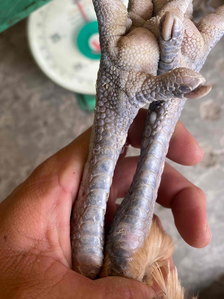 mái vàng trạng khủng 3kg 🌶. Mua bán Gà tại Huyện An Phú An Giang được đăng bởi Vũ Kỳ hình 4