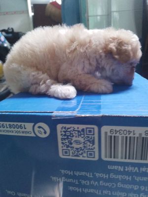 Chó Poodle Tiny toy đực cái