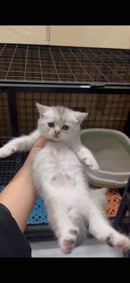 Mèo Anh lông ngắn siêu đáng yêu