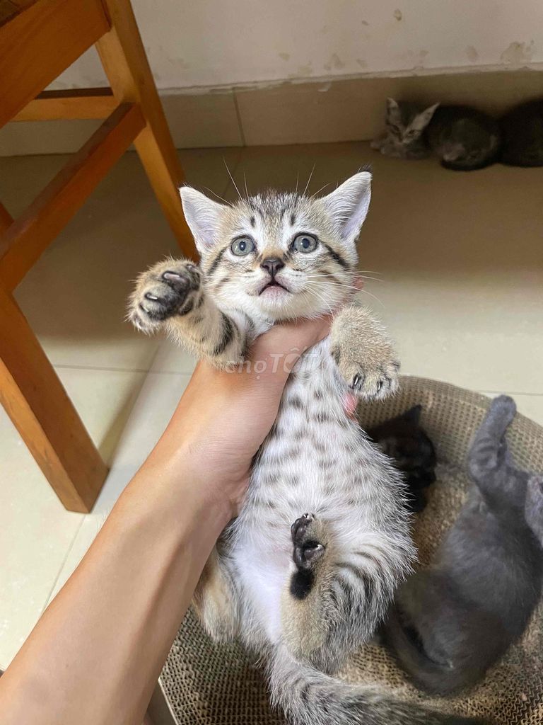 4 Bé mèo cái ( Mèo lai ALN ). Mua bán Mèo tại Quận Liên Chiểu Đà Nẵng được đăng bởi Phạm Long hình 1