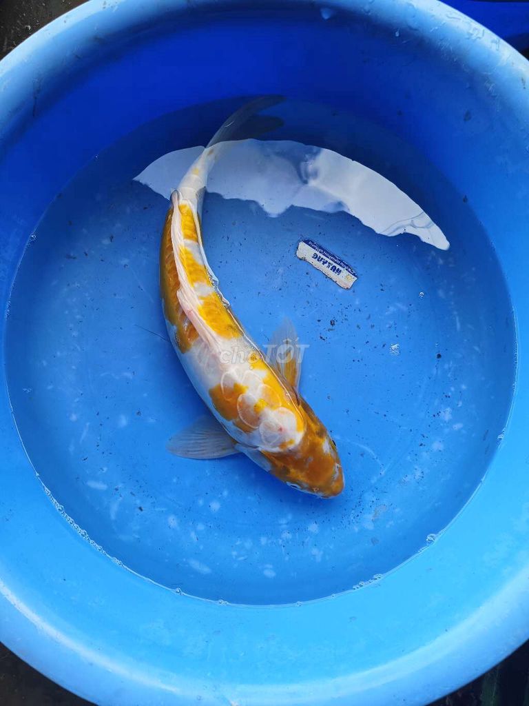 Koi F1 sezi 40-45cm thanh lý giá mềm . Mua bán Thú cưng khác tại Quận Bình Tân Tp Hồ Chí Minh được đăng bởi trân phúc hình 1