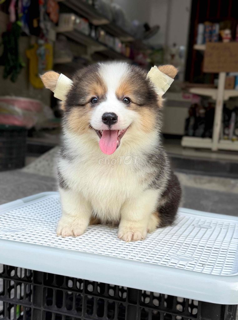 Corgi Fluffy. Mua bán Chó tại Quận Liên Chiểu Đà Nẵng được đăng bởi DC PETHOUSE hình 1