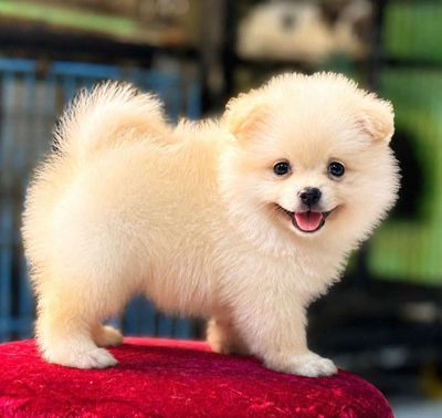 Chó Phốc Sóc Vàng kem Khỏe mạnh